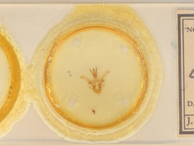 slide view of adult Dasylophia anguina