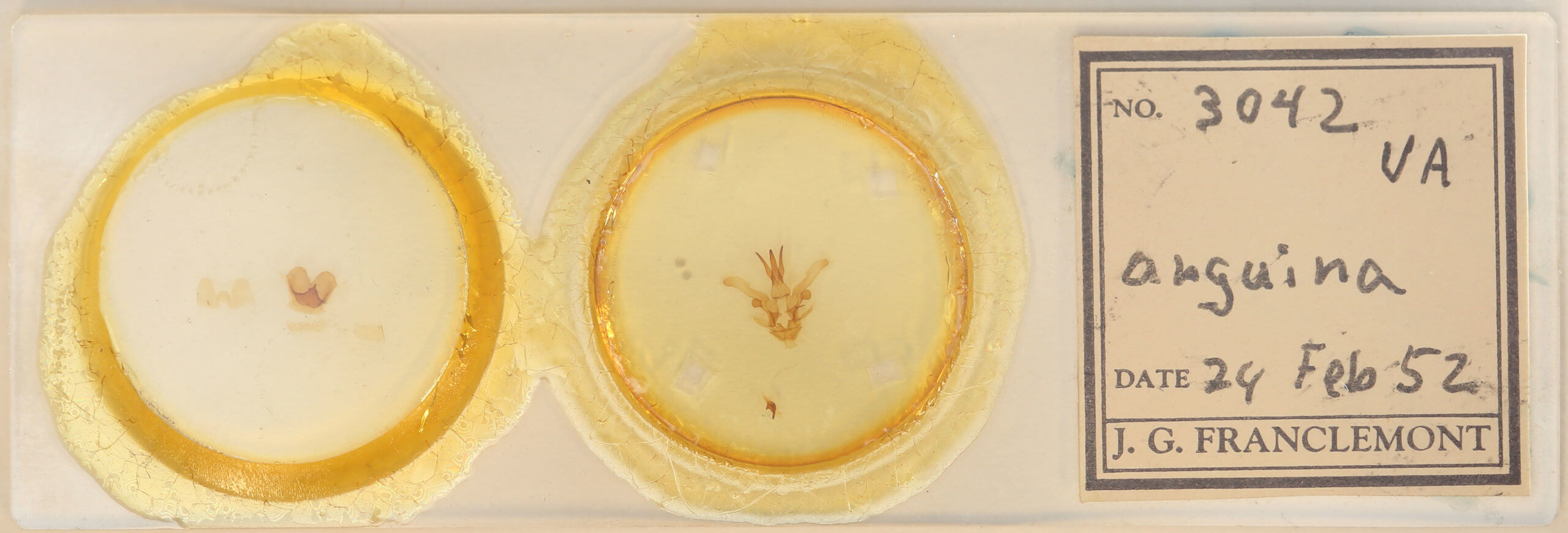 slide view of adult Dasylophia anguina