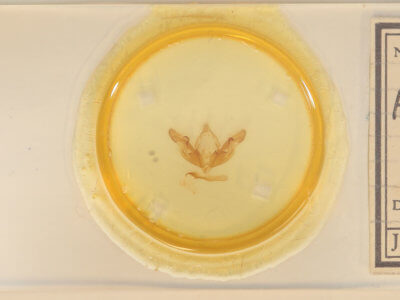 slide view of adult Hyppa xylinoides