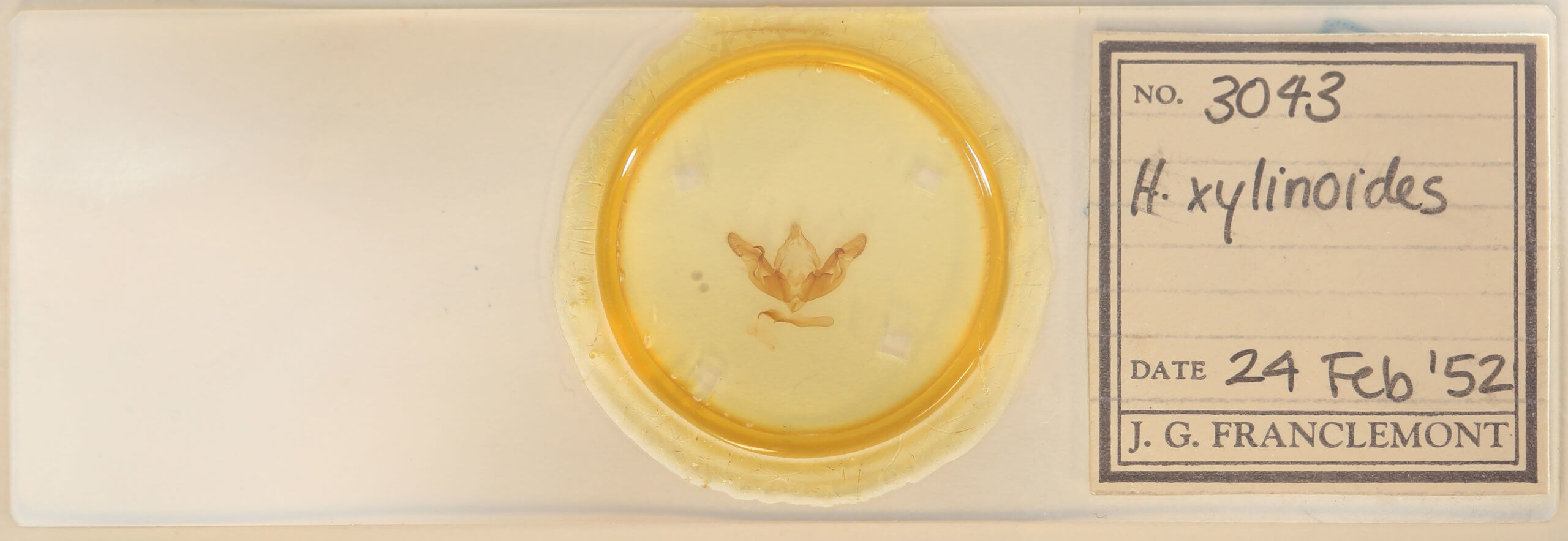 slide view of adult Hyppa xylinoides