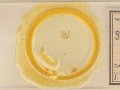 slide view of adult Digrammia ocellinata