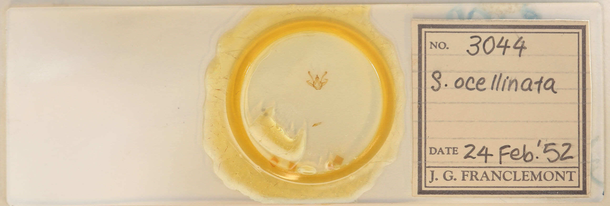 slide view of adult Digrammia ocellinata