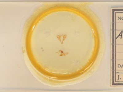 slide view of adult Acronicta retardata