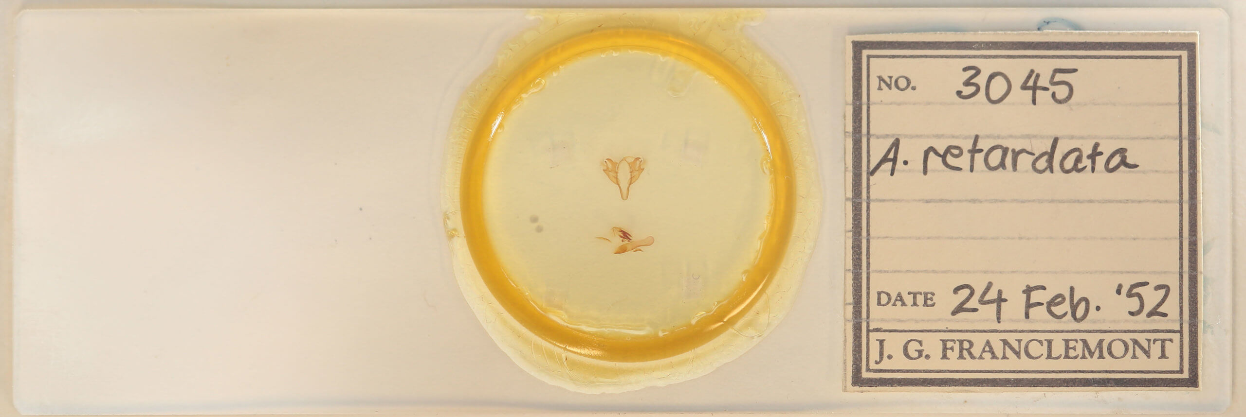 slide view of adult Acronicta retardata