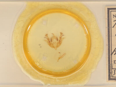 slide view of adult Morrisonia latex