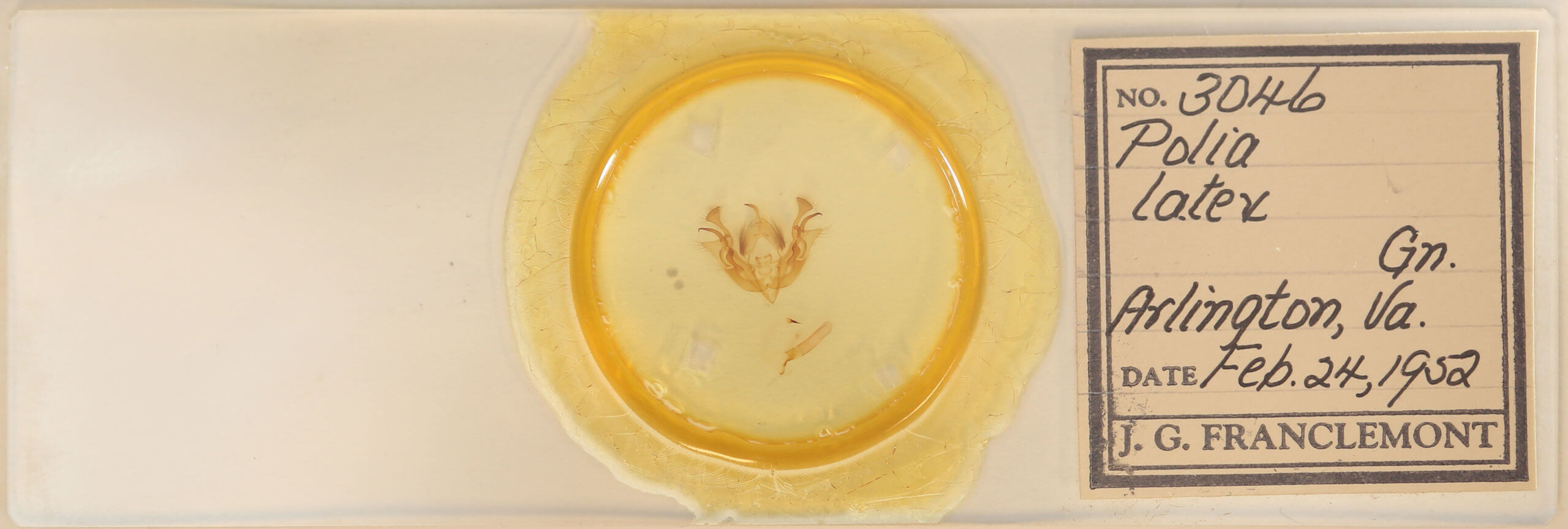 slide view of adult Morrisonia latex