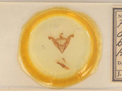 slide view of adult Melanchra adjuncta