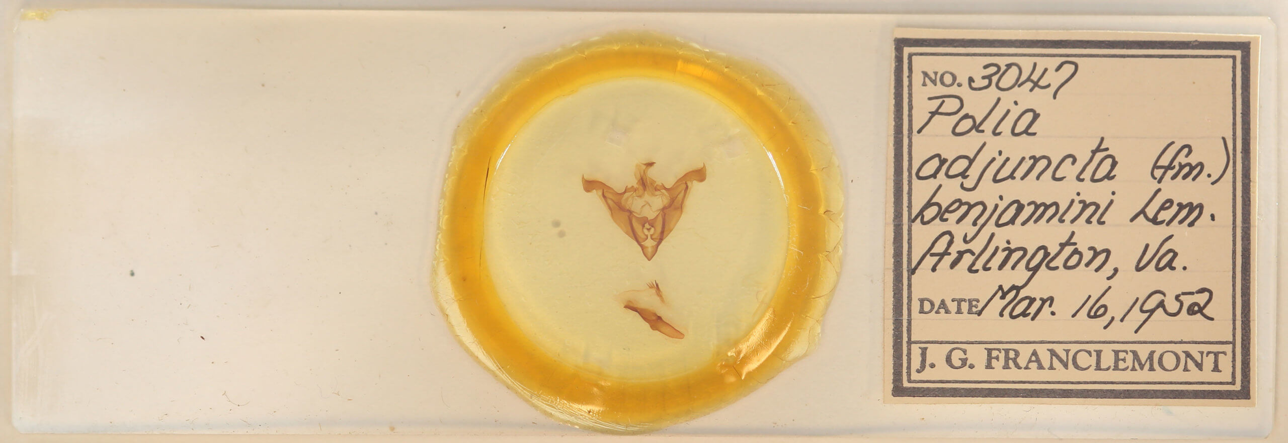 slide view of adult Melanchra adjuncta