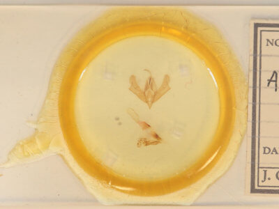 slide view of adult Acronicta afflicta