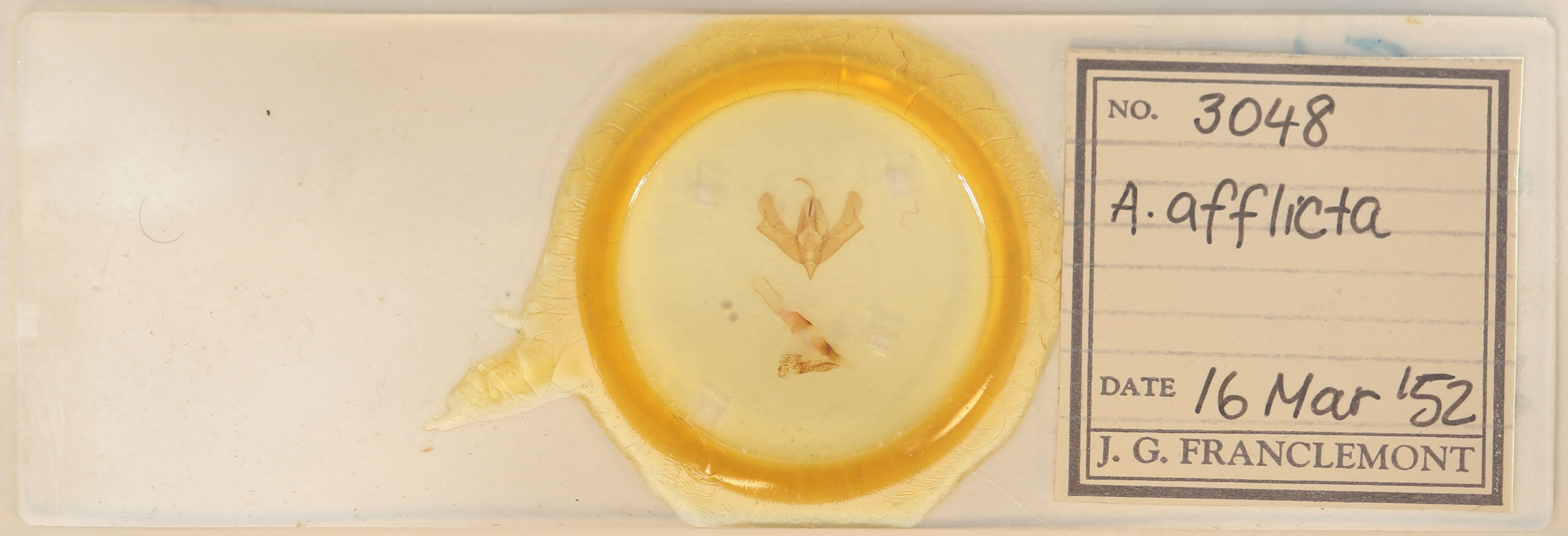 slide view of adult Acronicta afflicta