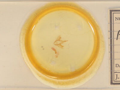 slide view of adult Parallelia bistriaris