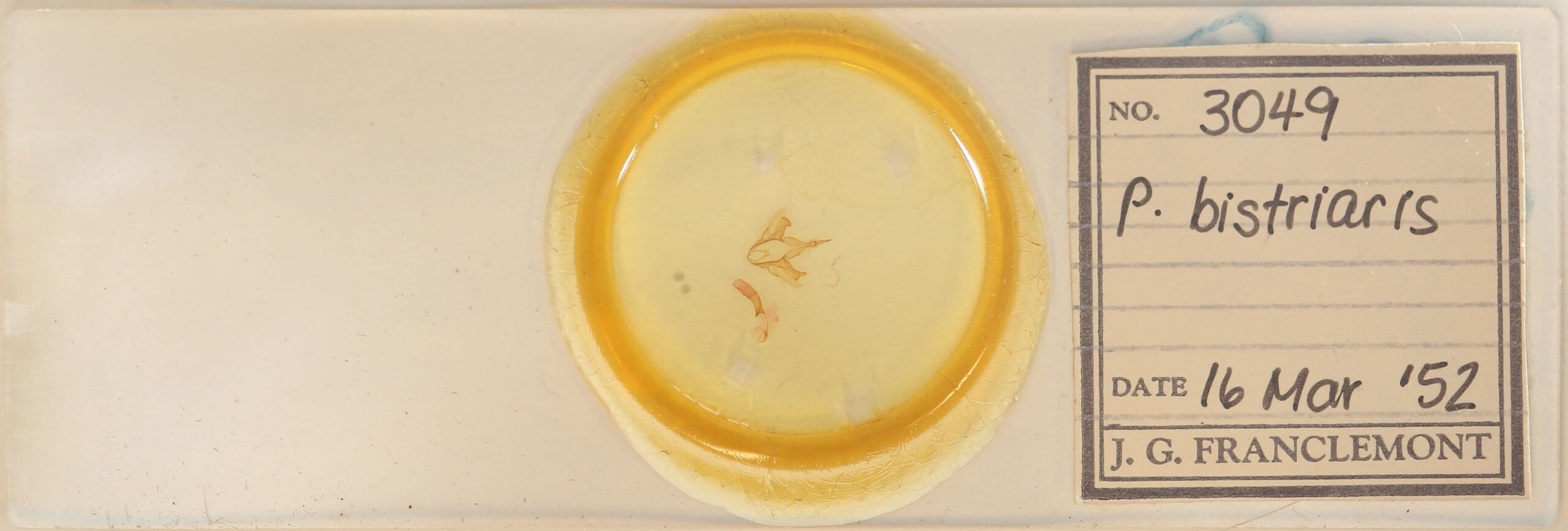 slide view of adult Parallelia bistriaris