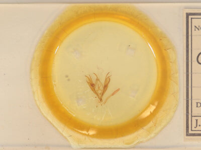 slide view of adult Caenurgina erechtea