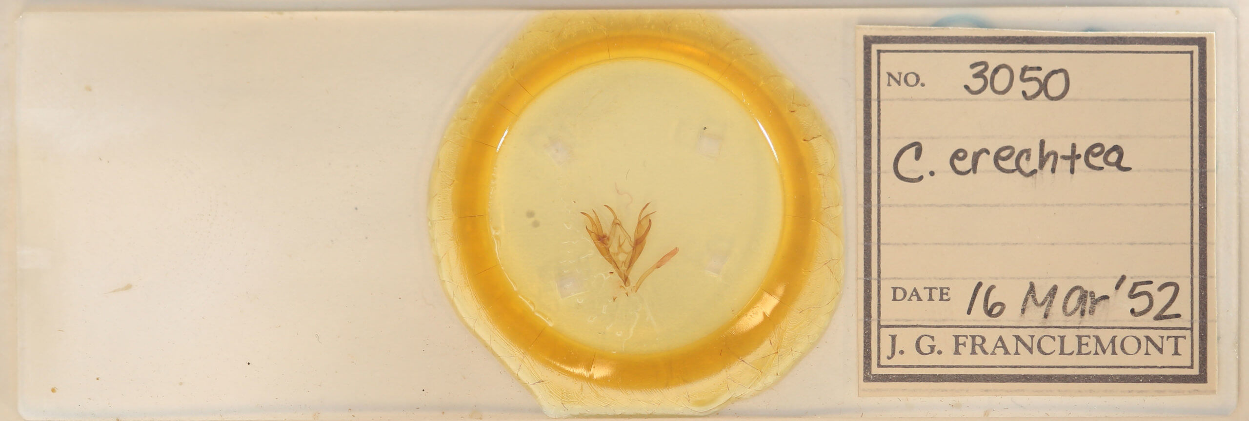 slide view of adult Caenurgina erechtea