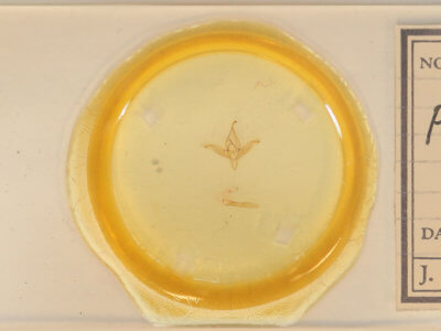 slide view of adult Ptichodis herbarum