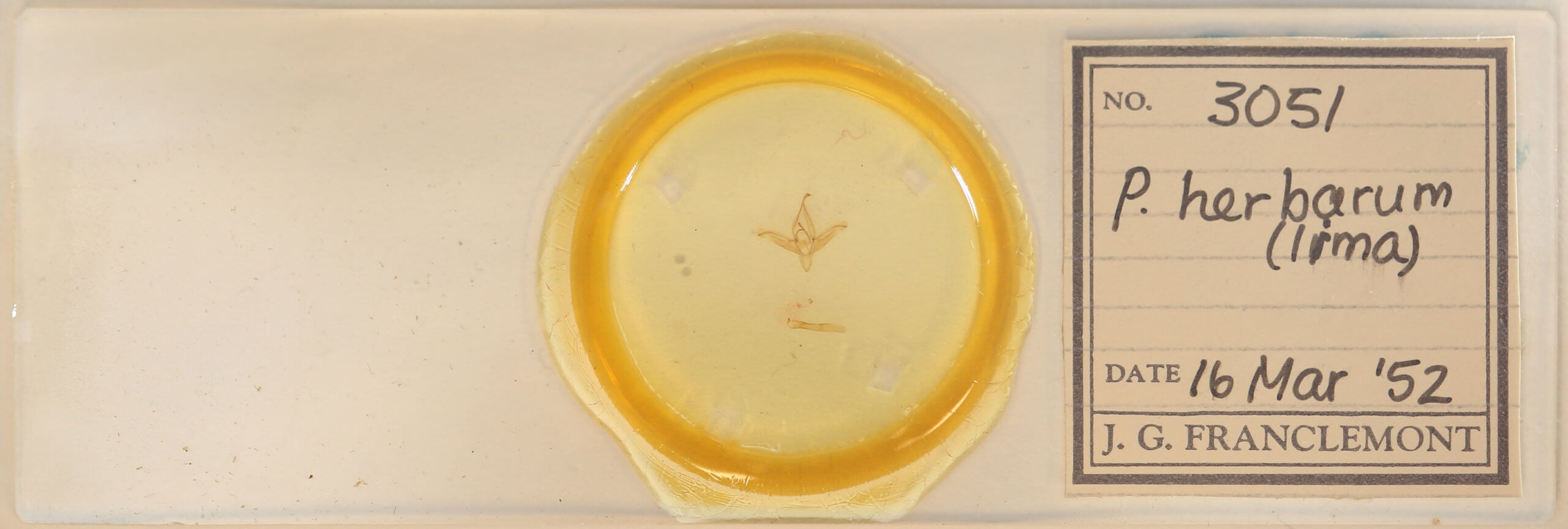 slide view of adult Ptichodis herbarum