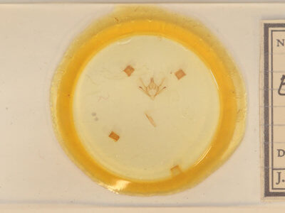 slide view of adult Epimecis hortaria