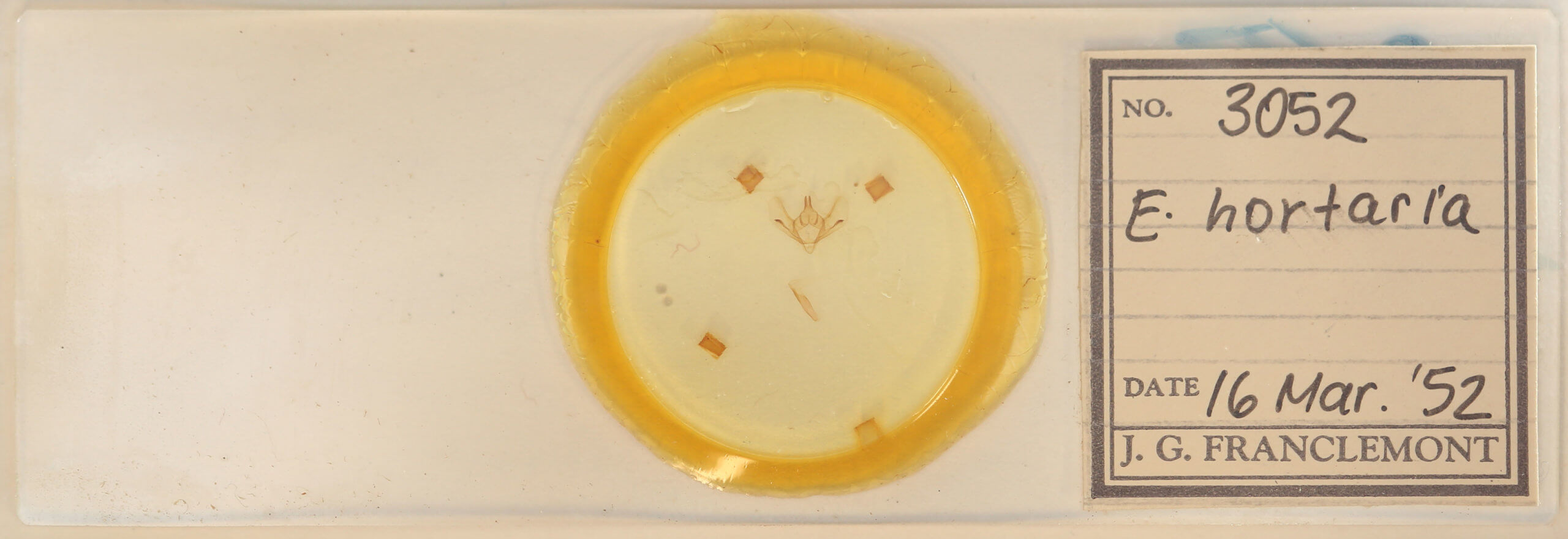 slide view of adult Epimecis hortaria