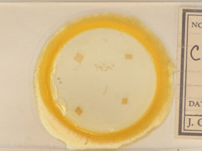 slide view of adult Cyclophora pendulinaria