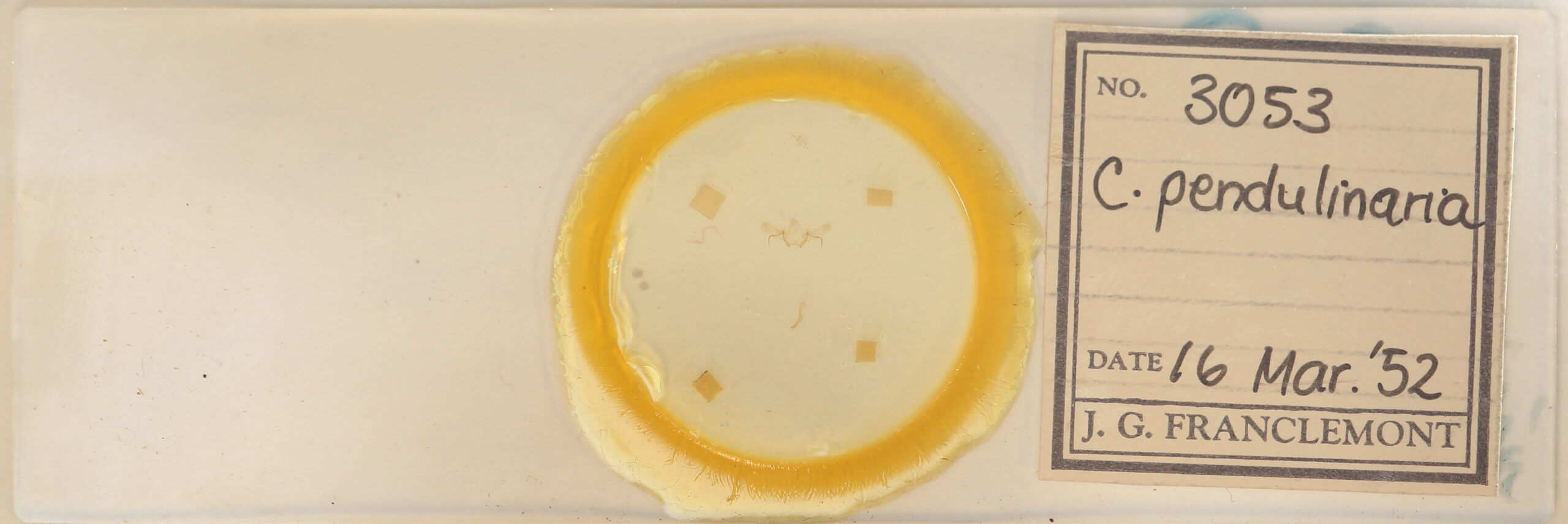 slide view of adult Cyclophora pendulinaria