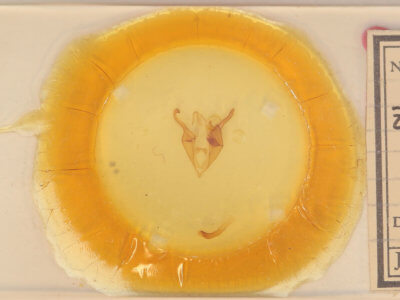 slide view of adult Zale metatoides