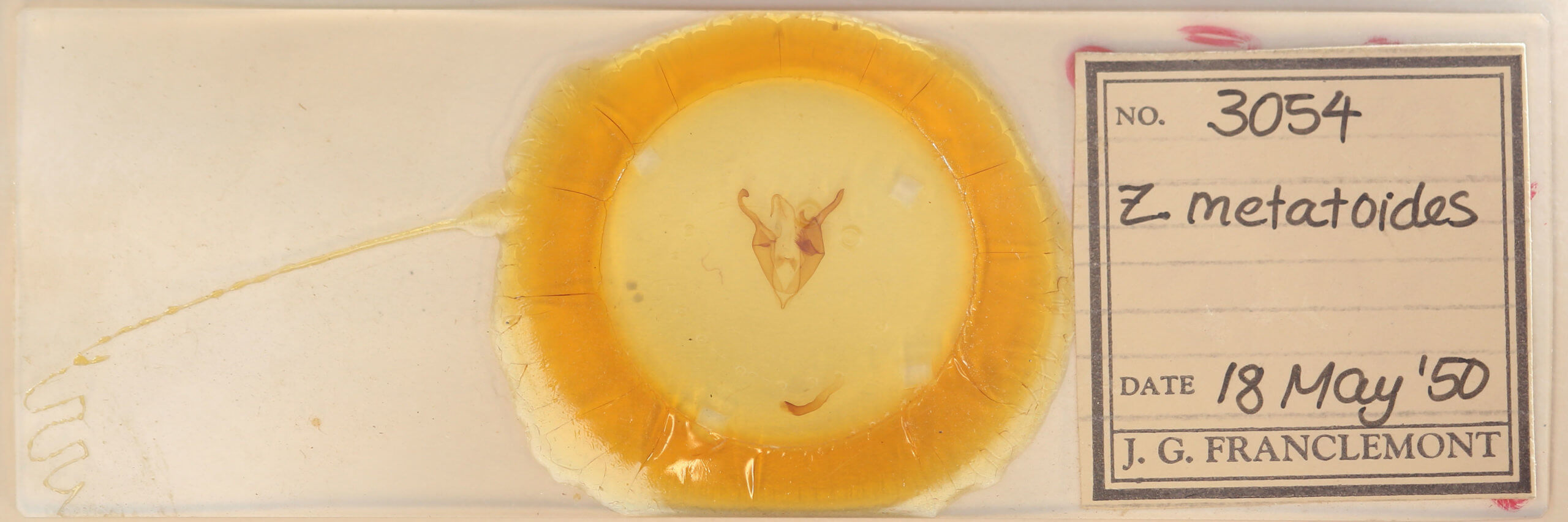 slide view of adult Zale metatoides