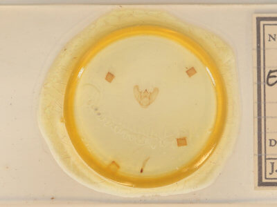 slide view of adult Euchlaena pectinaria