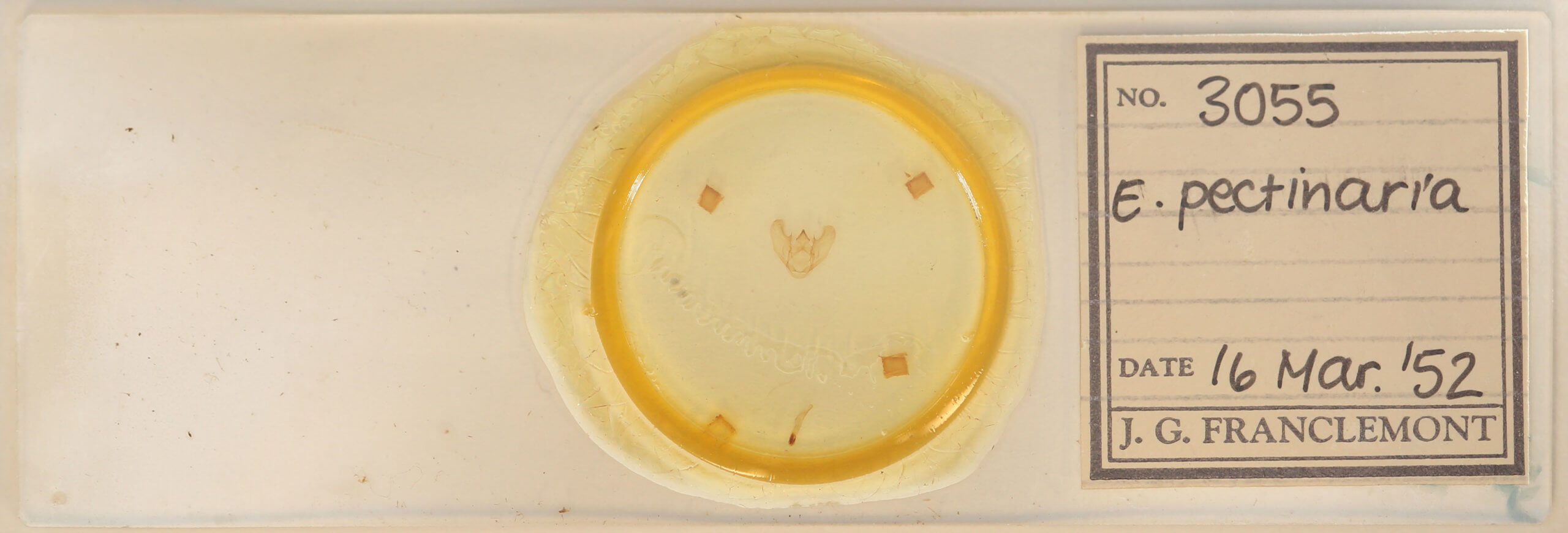 slide view of adult Euchlaena pectinaria