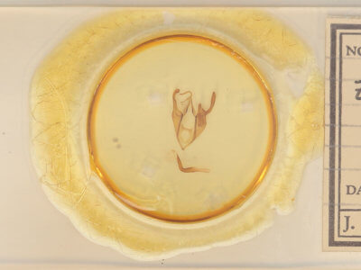 slide view of adult Zale minerea