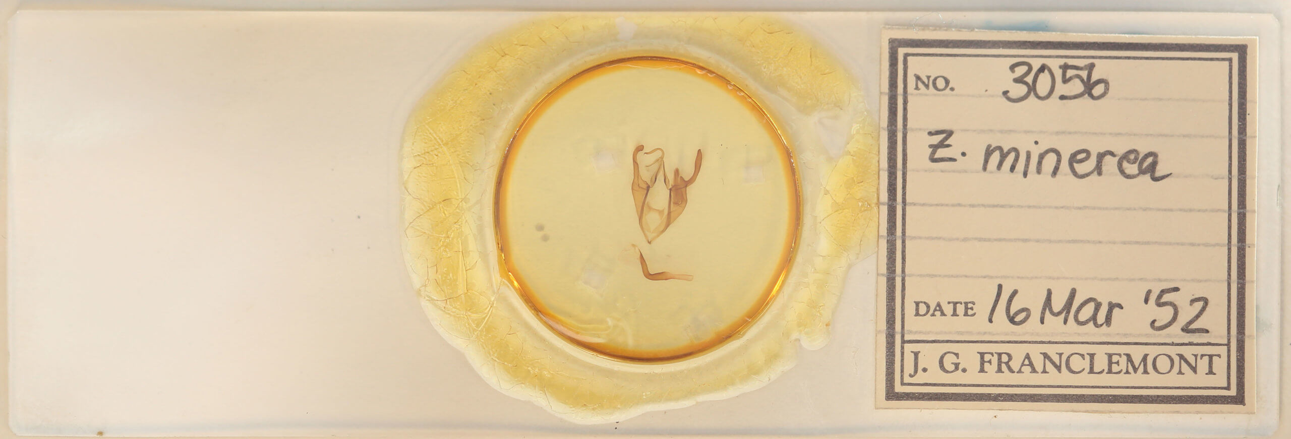 slide view of adult Zale minerea