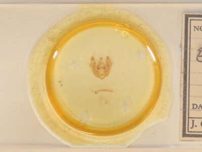 slide view of adult Euplexia benesimilis