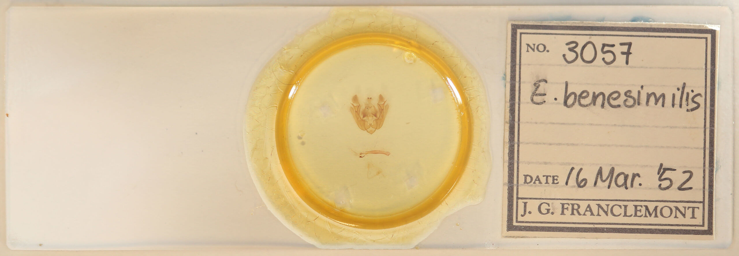 slide view of adult Euplexia benesimilis