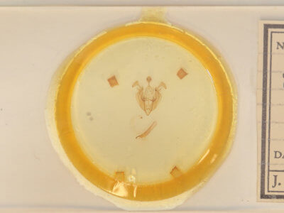 slide view of adult Dargida diffusa