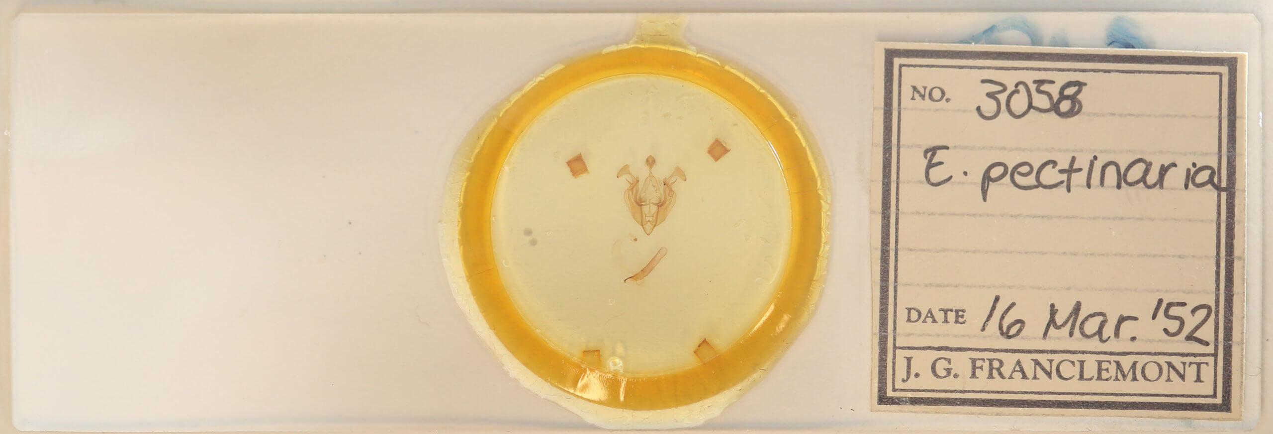 slide view of adult Dargida diffusa