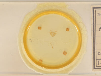 slide view of adult Iridopsis larvaria