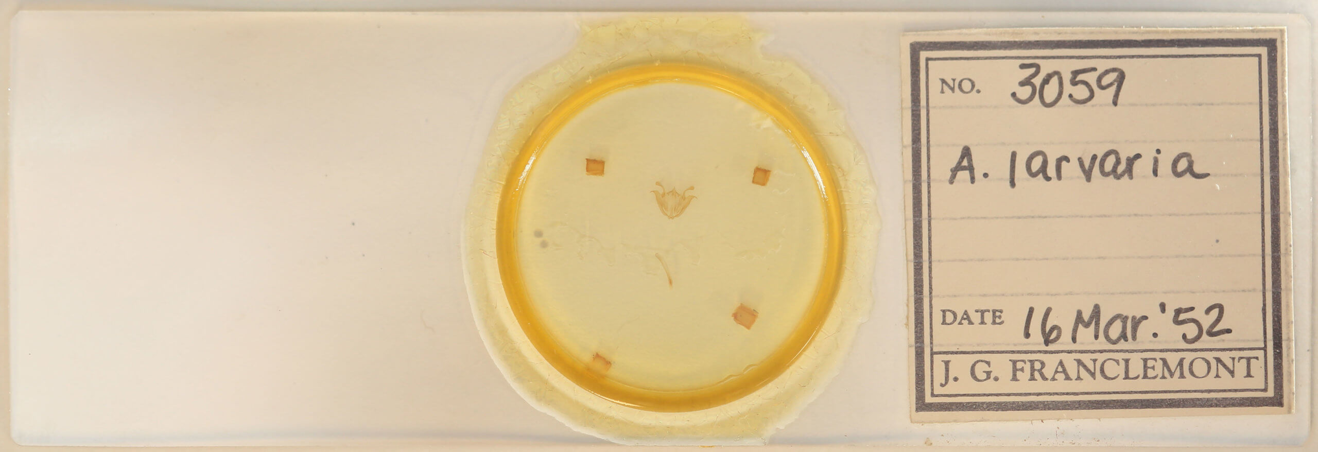 slide view of adult Iridopsis larvaria