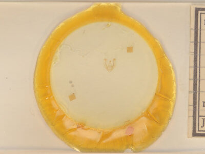 slide view of adult Meganola phylla