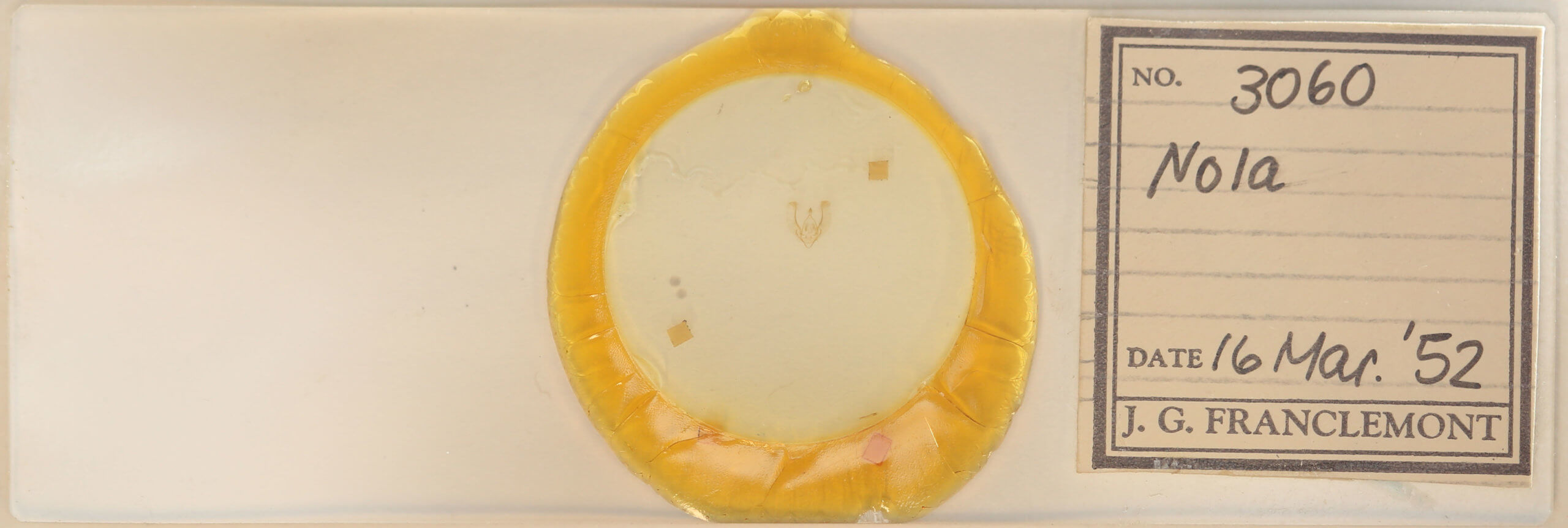 slide view of adult Meganola phylla