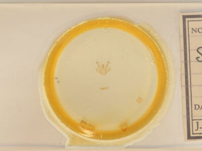 slide view of adult Macaria bicolorata