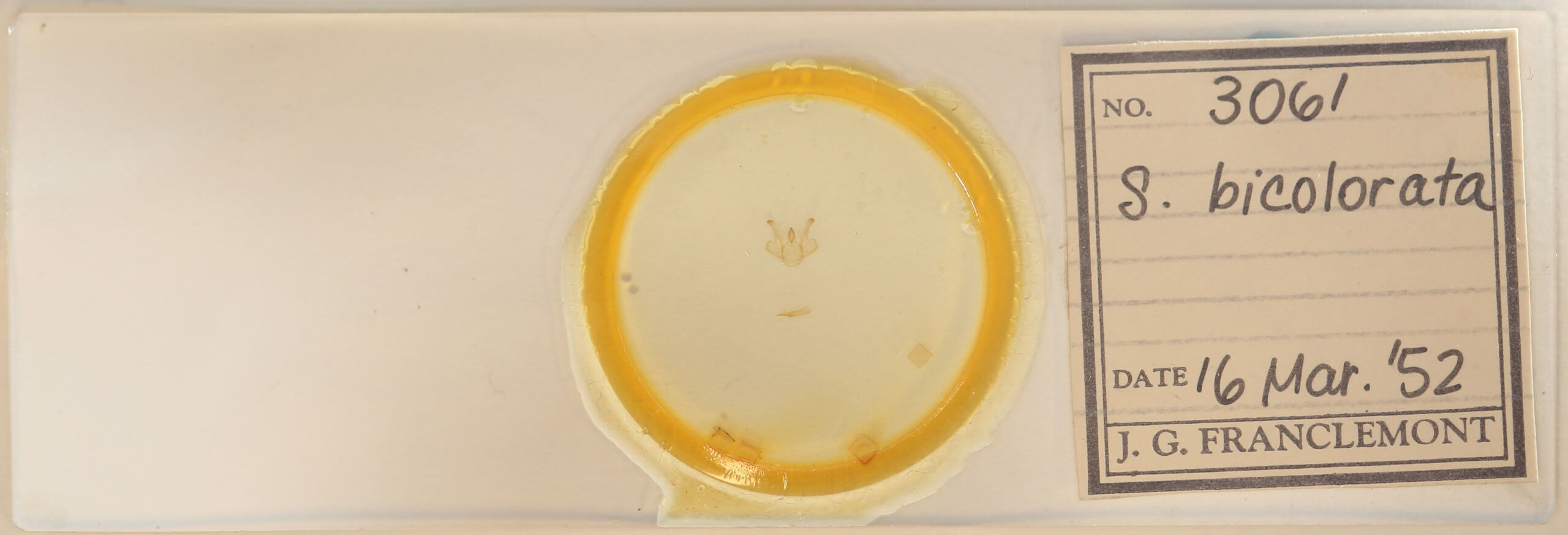 slide view of adult Macaria bicolorata