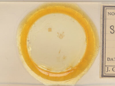 slide view of adult Macaria granitata