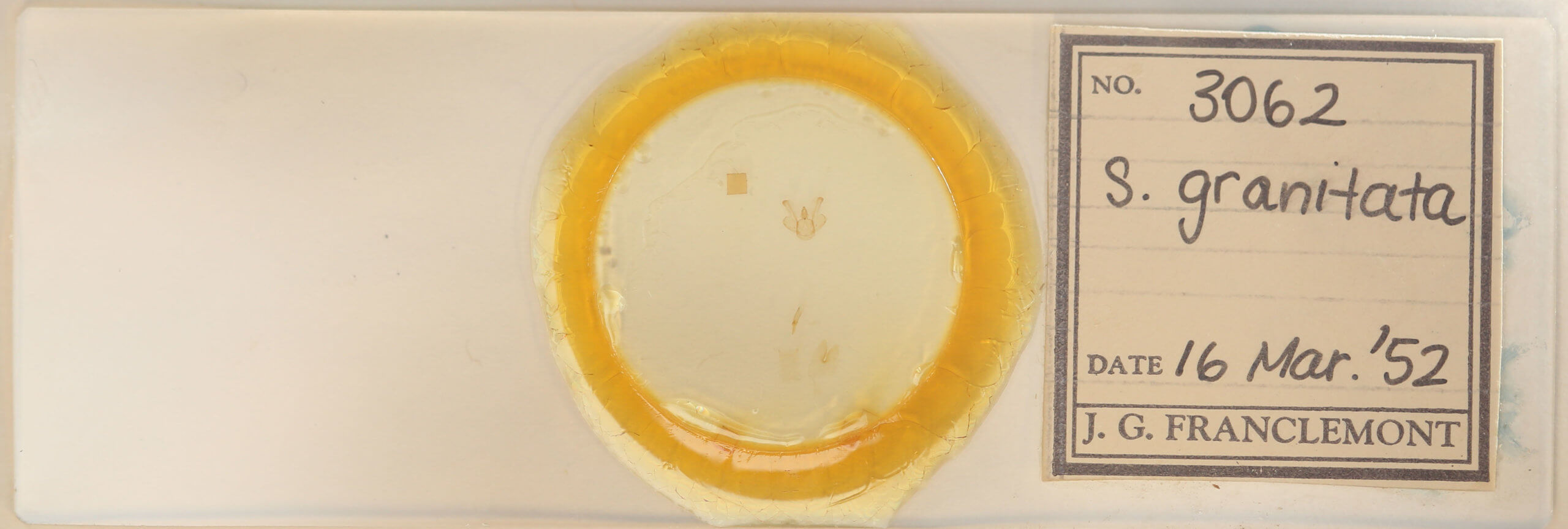 slide view of adult Macaria granitata