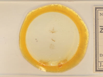 slide view of adult Zanclognatha lituralis