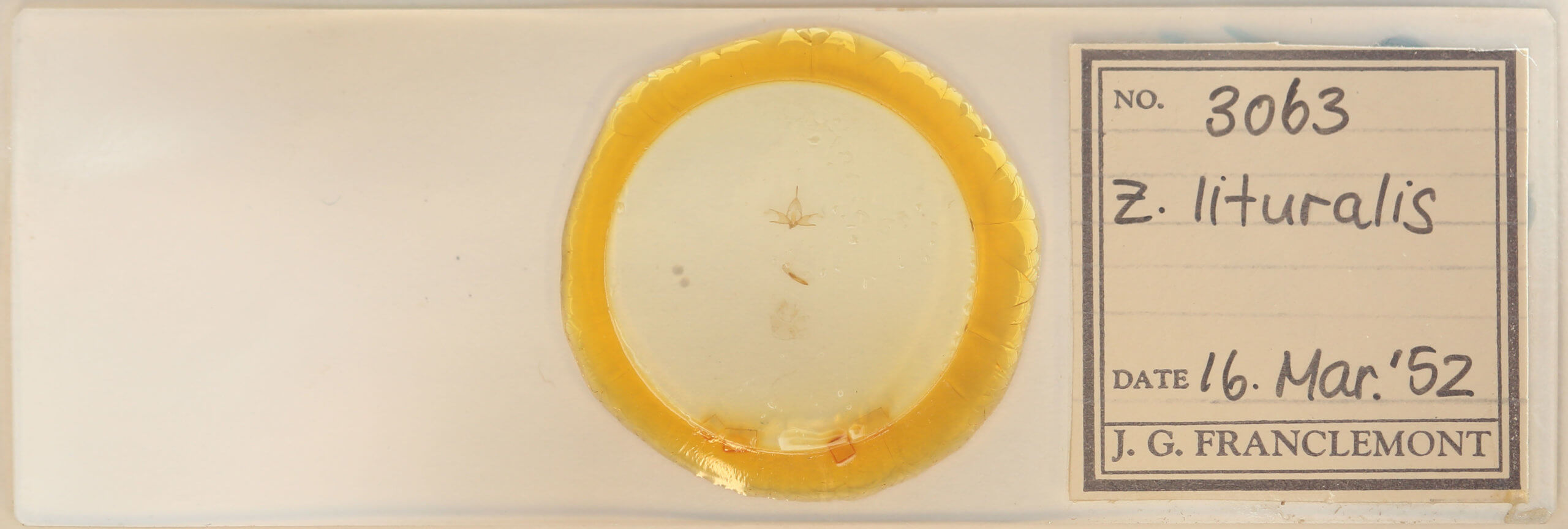 slide view of adult Zanclognatha lituralis