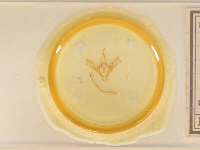 slide view of adult Mocis texana