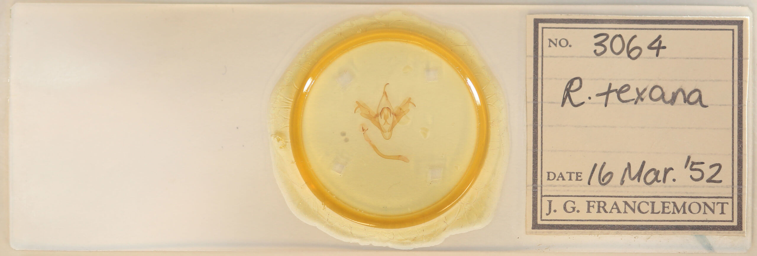 slide view of adult Mocis texana