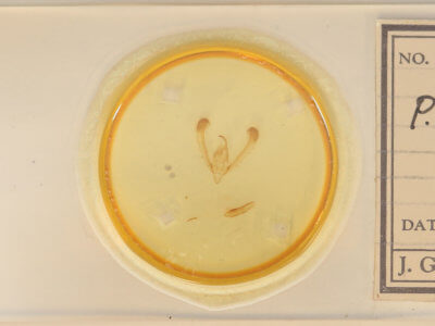 slide view of adult Pyrrhia umbra