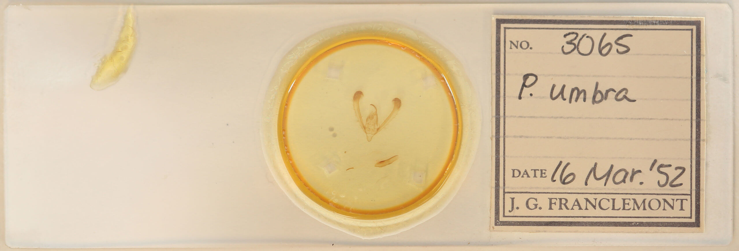 slide view of adult Pyrrhia umbra