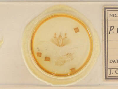 slide view of adult Pero ancetaria