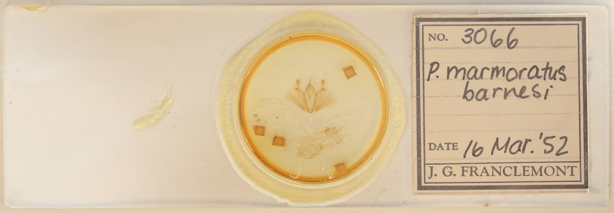 slide view of adult Pero ancetaria